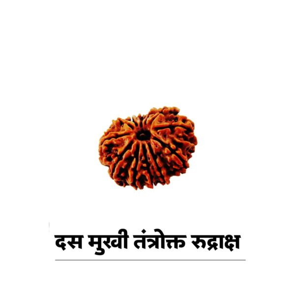 10 mukhi rudraksha