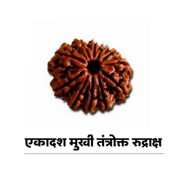 11 mukhi rudraksha