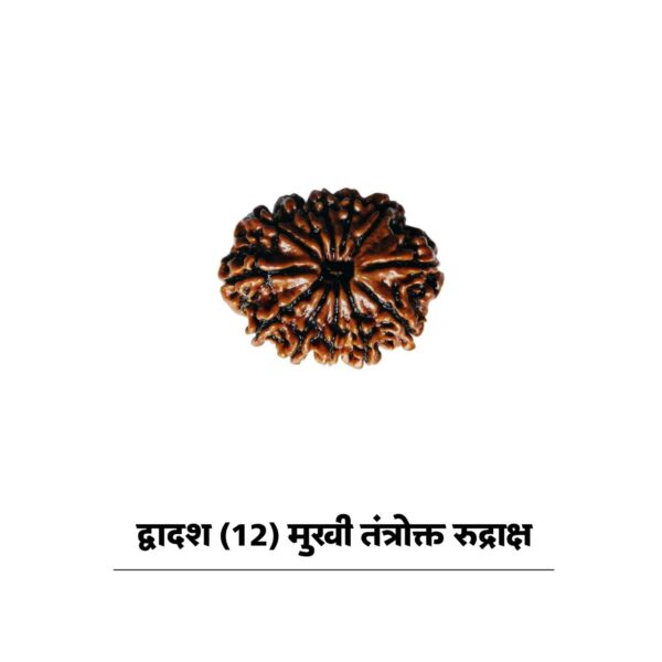 12 mukhi rudraksha