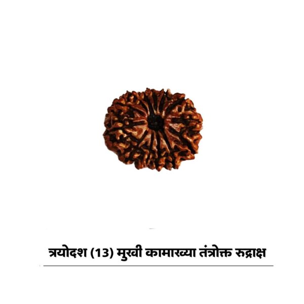 13 mukhi rudraksha