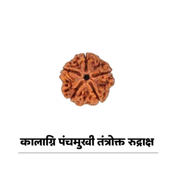 5 mukhi rudraksha