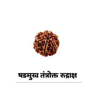 6 mukhi rudraksha