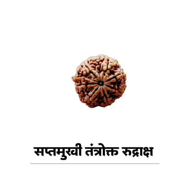 7 mukhi rudraksha