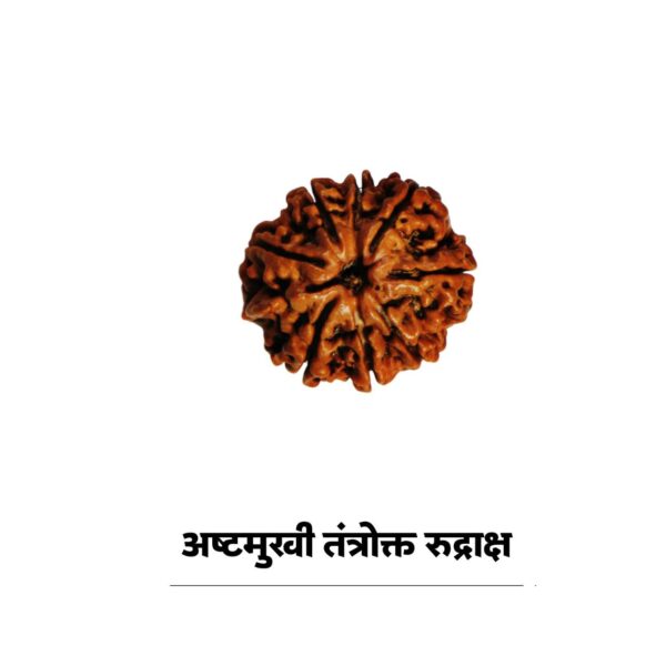 8 mukhi rudraksha