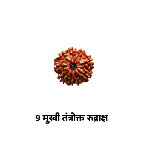 9 face rudraksha